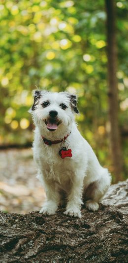 [2436x1125]树干 狗 宠物 项圈 苹果手机壁纸图片