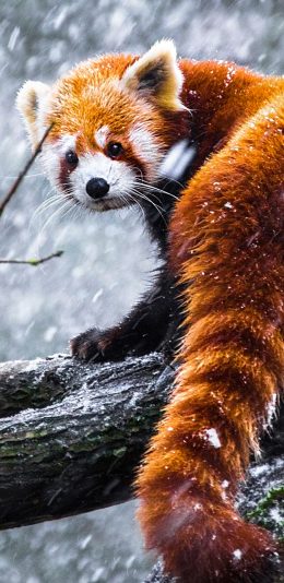 [2436x1125]树干 雪季 雪花 小熊猫 苹果手机壁纸图片