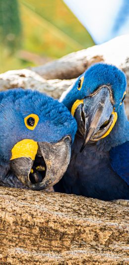 [2436x1125]树干 飞鸟 鹦鹉 蓝色 苹果手机壁纸图片