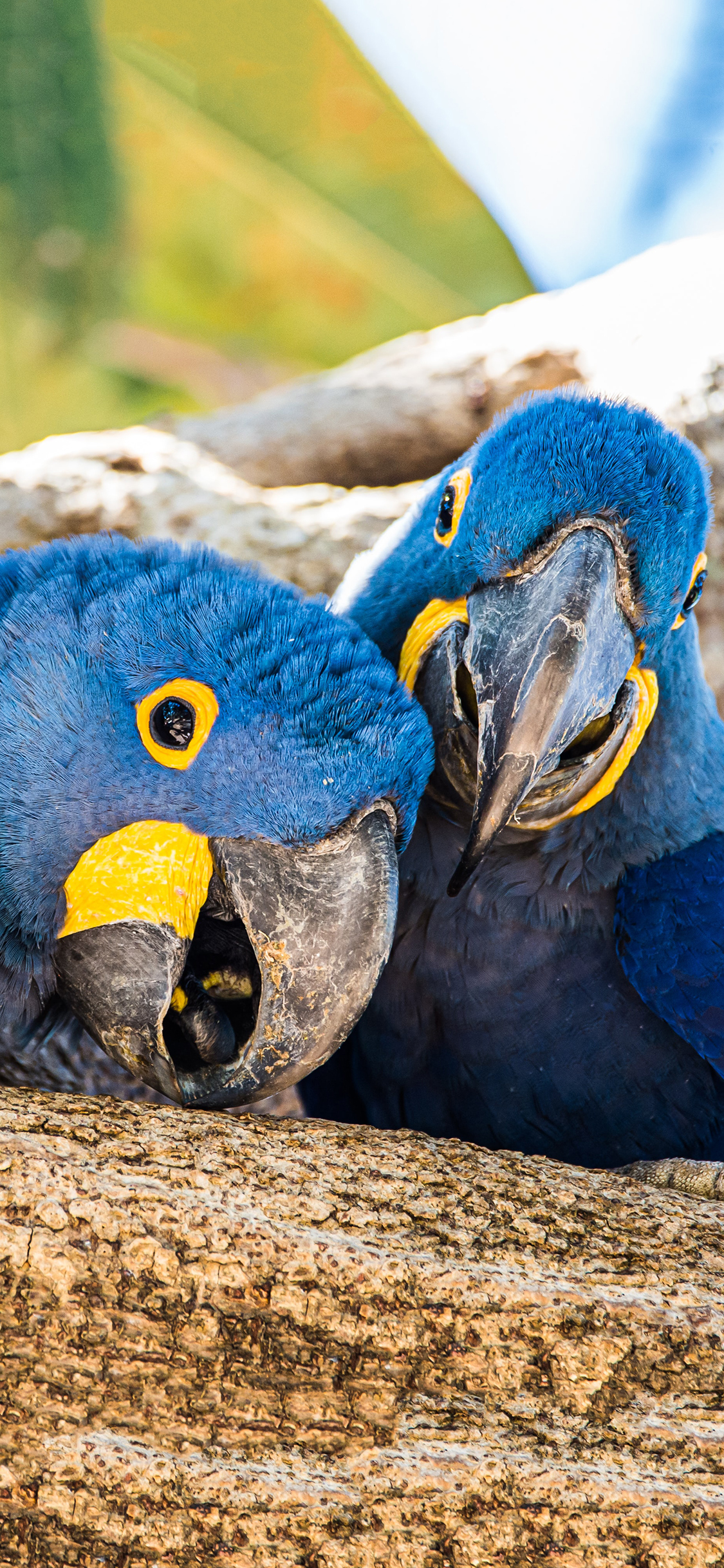[2436×1125]树干 飞鸟 鹦鹉 蓝色 苹果手机壁纸图片