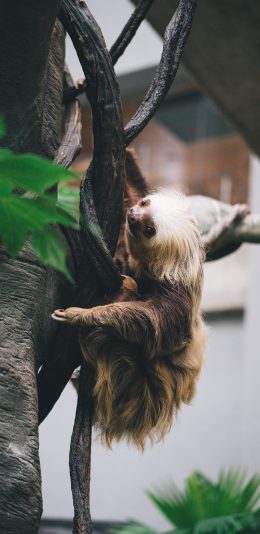 [2436x1125]树懒 树木 爬行 缓慢 皮毛 苹果手机壁纸图片