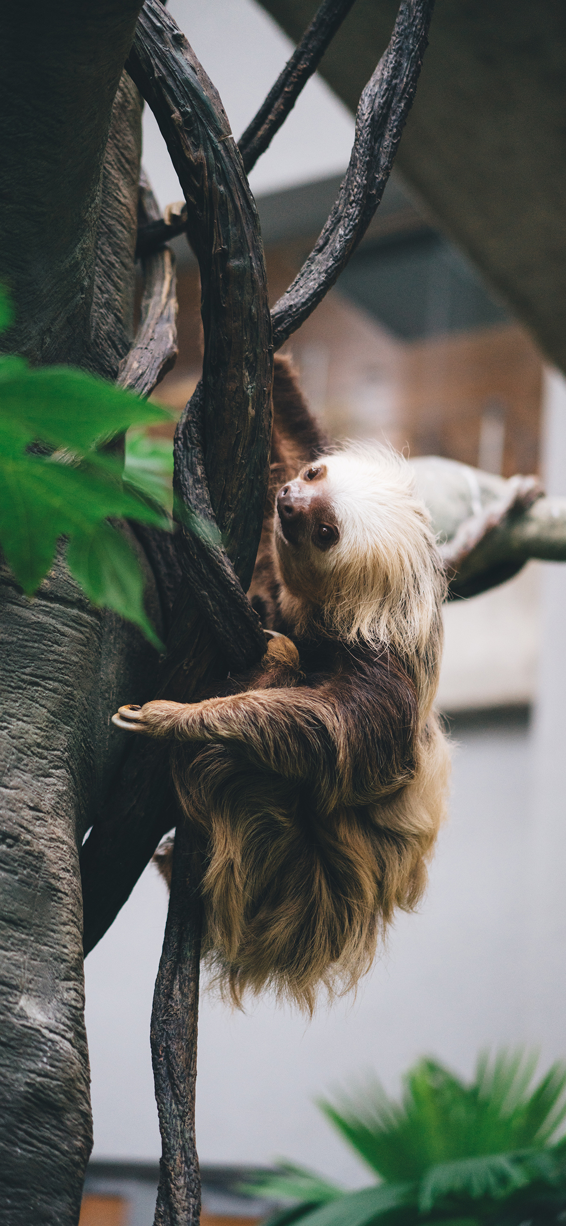 [2436×1125]树懒 树木 爬行 缓慢 皮毛 苹果手机壁纸图片