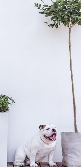 [2436x1125]树木 宠物狗 英国 斗牛犬 苹果手机壁纸图片
