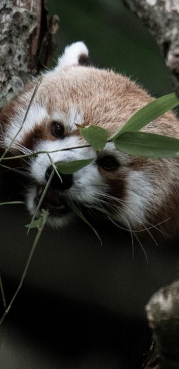 [2436x1125]树木 小熊猫 进食 竹叶 苹果手机壁纸图片
