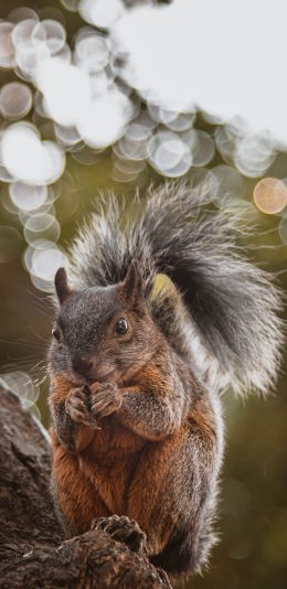 [2436x1125]树木 松鼠 尾巴 觅食 苹果手机壁纸图片