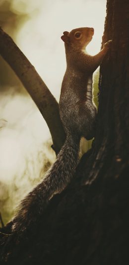 [2436x1125]树木 松鼠 攀爬 鼠科 苹果手机壁纸图片