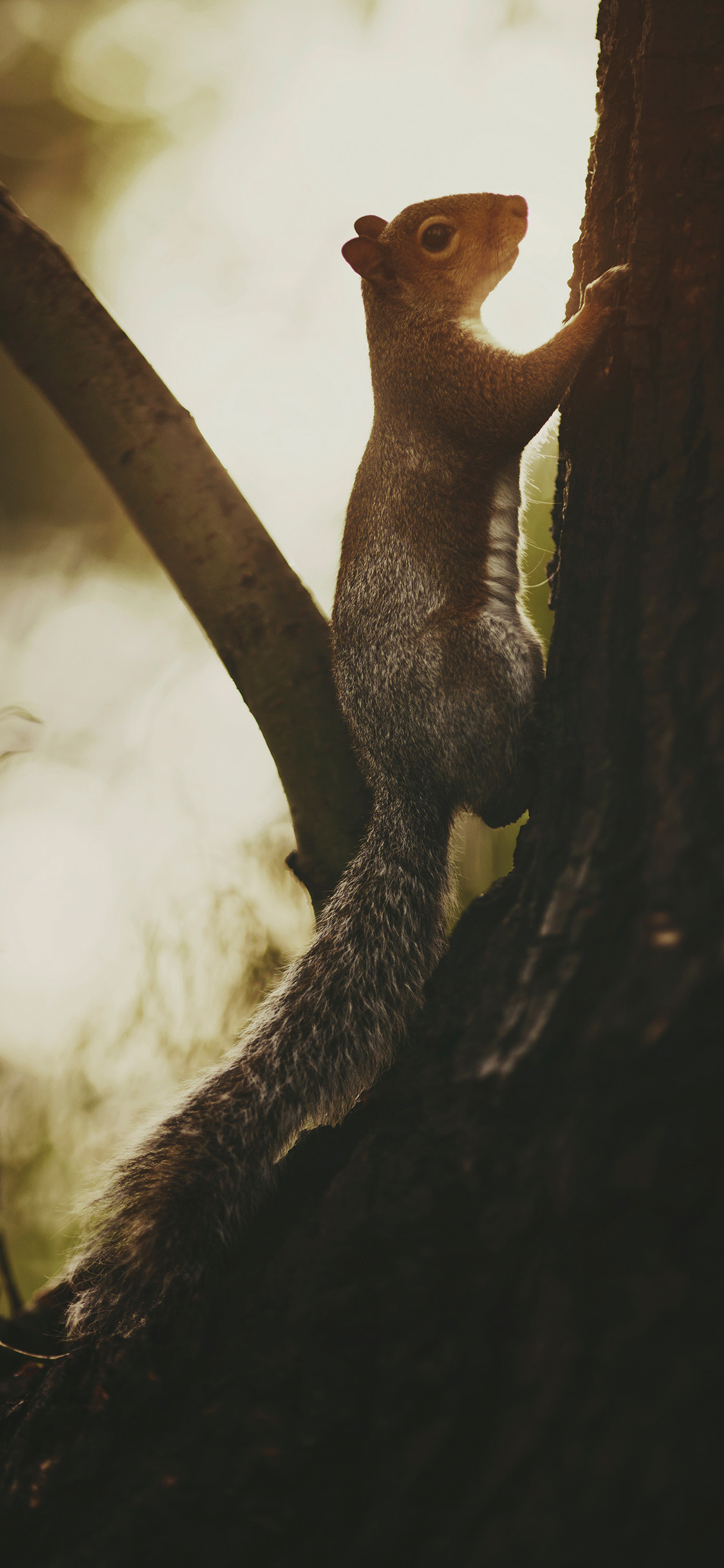 [2436×1125]树木 松鼠 攀爬 鼠科 苹果手机壁纸图片
