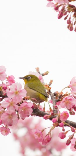 [2436x1125]树木 枝丫 粉色鲜花 飞鸟 栖息 苹果手机壁纸图片