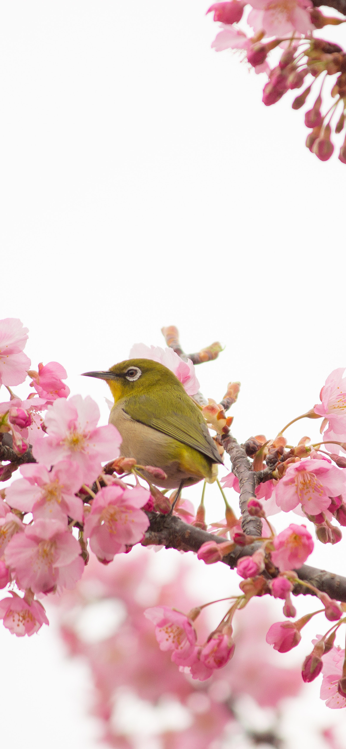[2436×1125]树木 枝丫 粉色鲜花 飞鸟 栖息 苹果手机壁纸图片
