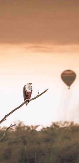 [2436x1125]树木 枝丫 老鹰 热气球 苹果手机壁纸图片