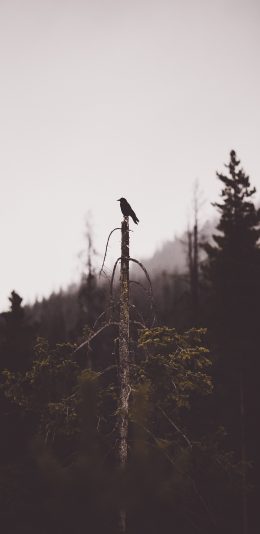 [2436x1125]树木 枝丫 飞鸟 栖息 苹果手机壁纸图片