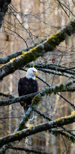 [2436x1125]树木 枝丫 飞鸟 老鹰 苹果手机壁纸图片