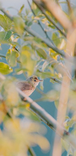 [2436x1125]树木 枝丫 飞鸟 麻雀 苹果手机壁纸图片
