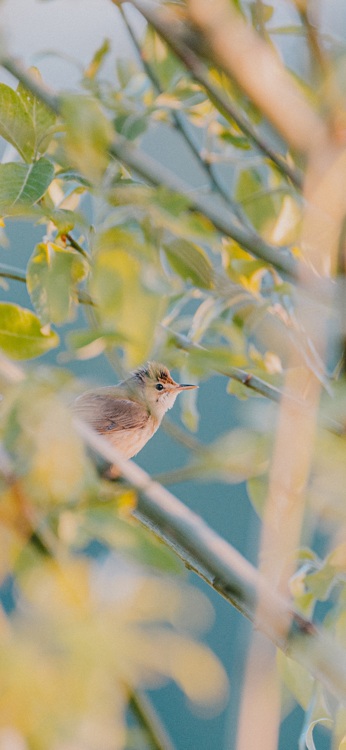 [2436×1125]树木 枝丫 飞鸟 麻雀 苹果手机壁纸图片