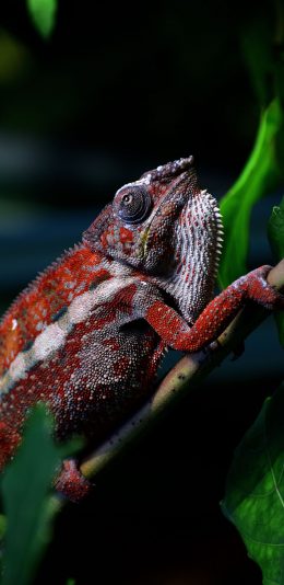 [2436x1125]树木 枝叶 变色龙 红色 苹果手机壁纸图片