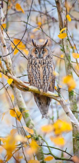 [2436x1125]树木 枝叶 黄叶 猫头鹰 苹果手机壁纸图片