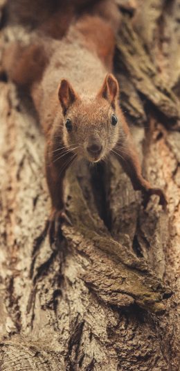 [2436x1125]树木 树干 松鼠 棕色 苹果手机壁纸图片