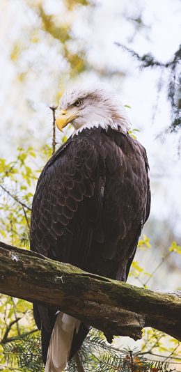 [2436x1125]树木 树干 老鹰 栖息 苹果手机壁纸图片