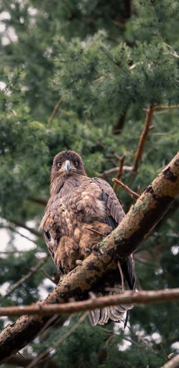 [2436x1125]树木 树干 老鹰 飞鸟 栖息 苹果手机壁纸图片