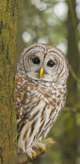 [2436x1125]树木 树枝 飞鸟 猫头鹰 苹果手机壁纸图片