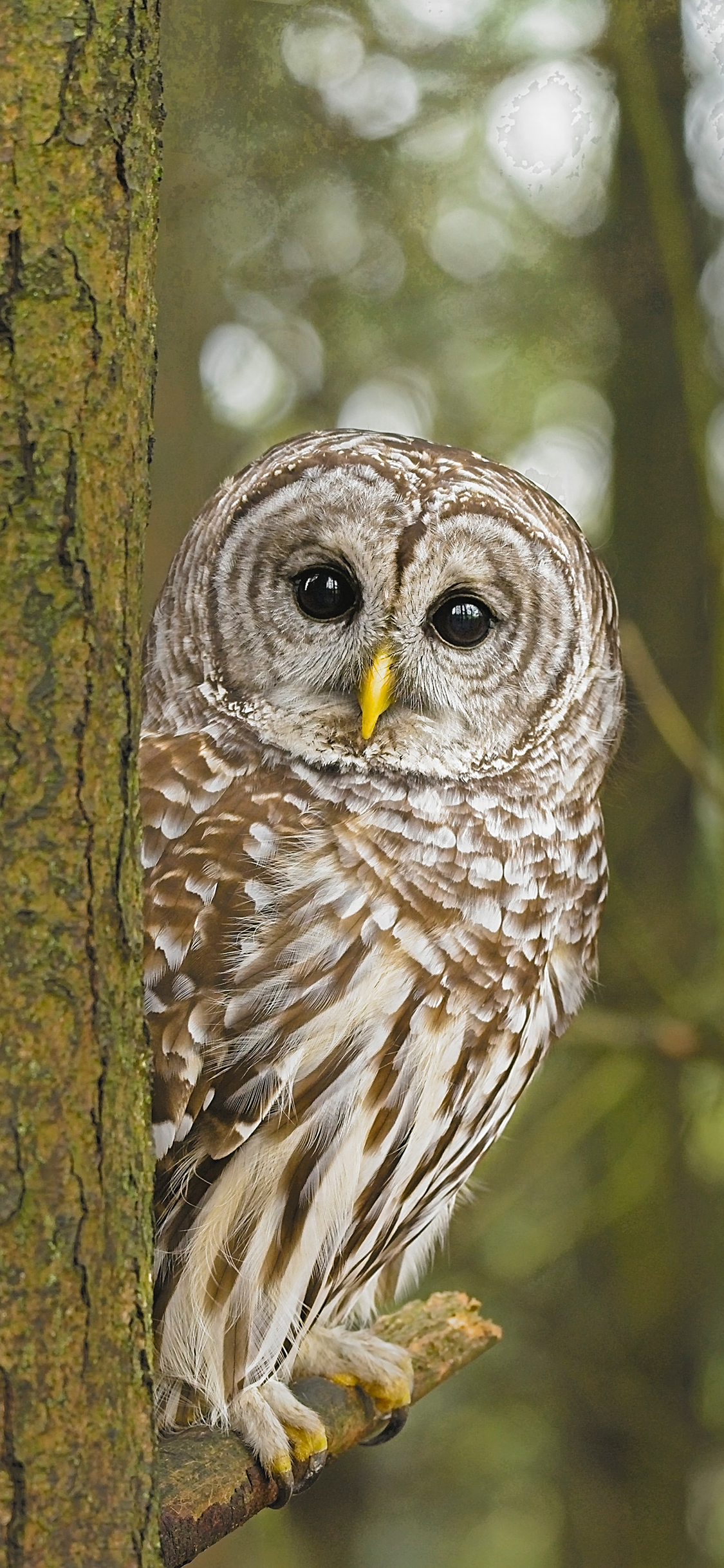 [2436×1125]树木 树枝 飞鸟 猫头鹰 苹果手机壁纸图片