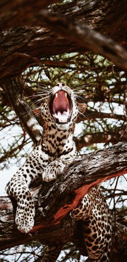 [2436x1125]树木 猎豹 尖牙 豹纹 苹果手机壁纸图片
