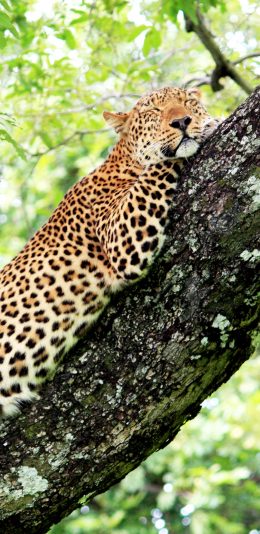 [2436x1125]树木 猎豹 肉食动物 睡觉 苹果手机壁纸图片