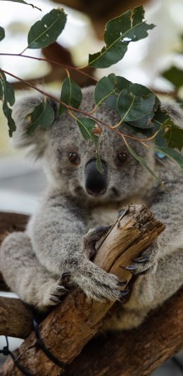 [2436x1125]树木 考拉 呆萌 澳大利亚 苹果手机壁纸图片