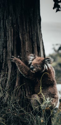 [2436x1125]树木 考拉 澳大利亚 棕色 苹果手机壁纸图片