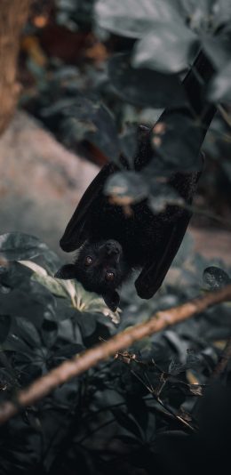 [2436x1125]树木 蝙蝠 倒挂 黑色 苹果手机壁纸图片
