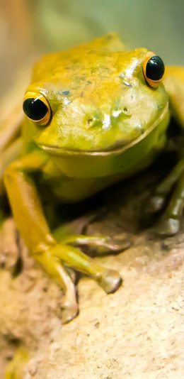 [2436x1125]树木 青蛙 趴着 捕食 苹果手机壁纸图片