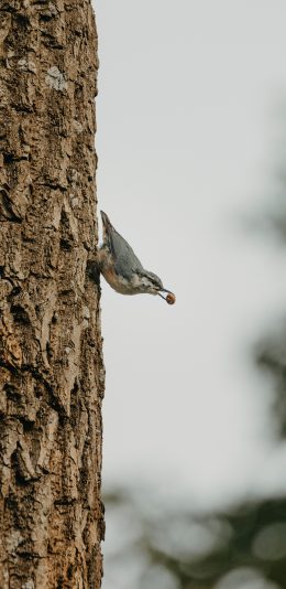 [2436x1125]树木 飞鸟 小巧 觅食 苹果手机壁纸图片
