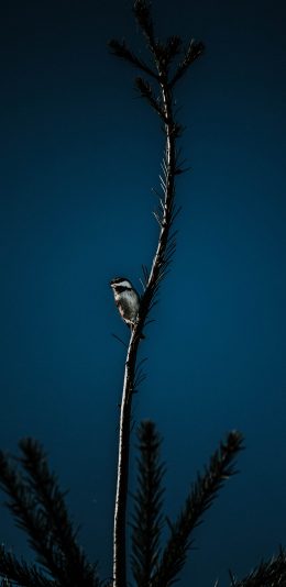 [2436x1125]树木 飞鸟 栖息 山雀 苹果手机壁纸图片