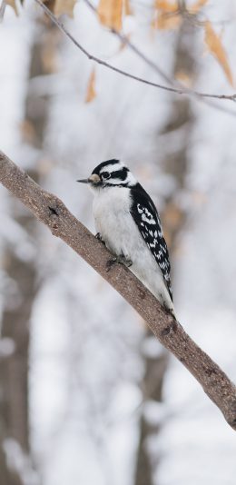 [2436x1125]树木 飞鸟 栖息 黑色 雪天 苹果手机壁纸图片