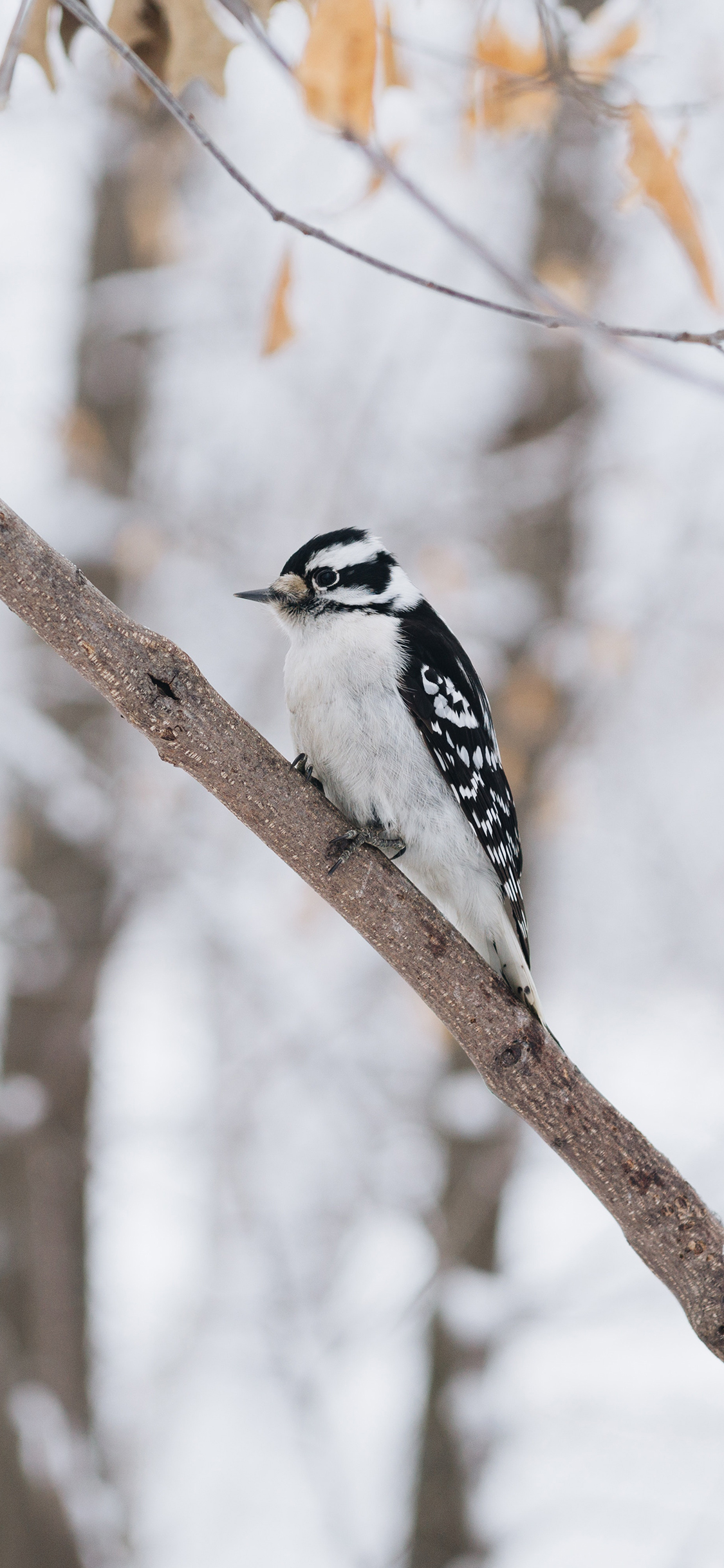 [2436×1125]树木 飞鸟 栖息 黑色 雪天 苹果手机壁纸图片