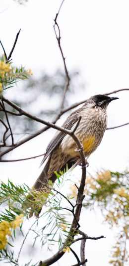 [2436x1125]树木 飞鸟 黑领噪鹛 栖息 苹果手机壁纸图片