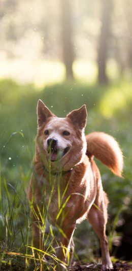 [2436x1125]树林 大黄狗 汪星人 苹果手机壁纸图片