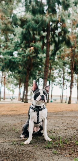 [2436x1125]树林 宠物狗 法斗犬 可爱 苹果手机壁纸图片