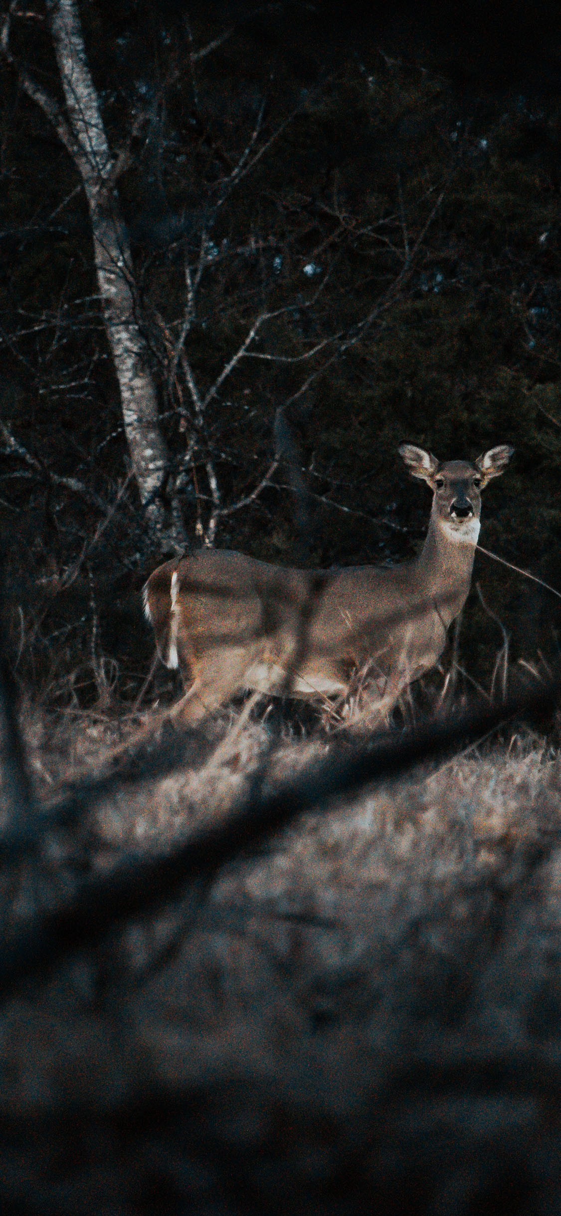 [2436×1125]树林 小鹿 保护动物 苹果手机壁纸图片