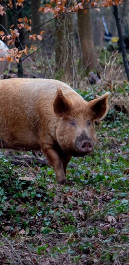 [2436x1125]树林 野猪 品种 放养 野生猪 苹果手机壁纸图片