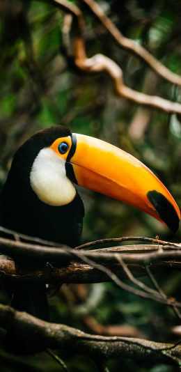 [2436x1125]树枝 大嘴鸟 巨嘴 鸟类 苹果手机壁纸图片
