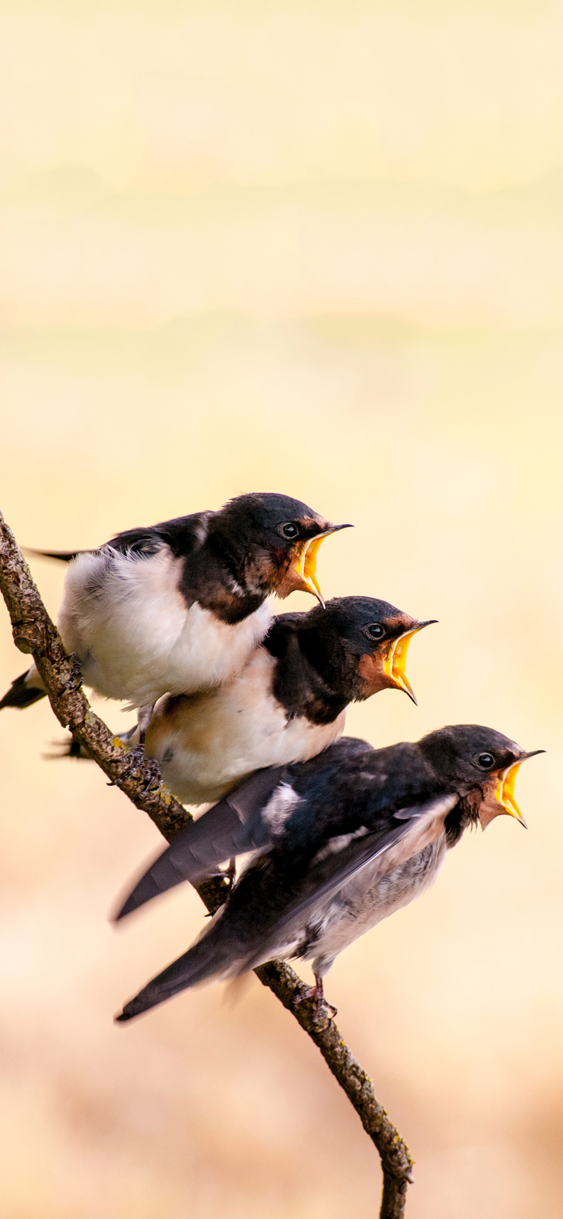 [2436×1125]树枝 小鸟 嗷嗷待哺 飞鸟 苹果手机壁纸图片