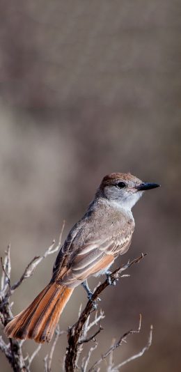 [2436x1125]树枝 小鸟 栖息  棕色 苹果手机壁纸图片