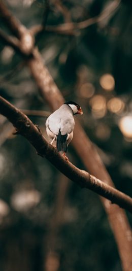 [2436x1125]树枝 小鸟 飞鸟 羽毛 苹果手机壁纸图片
