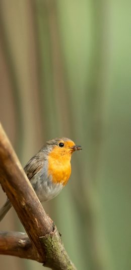 [2436x1125]树枝 小鸟 鸟类 飞鸟 苹果手机壁纸图片