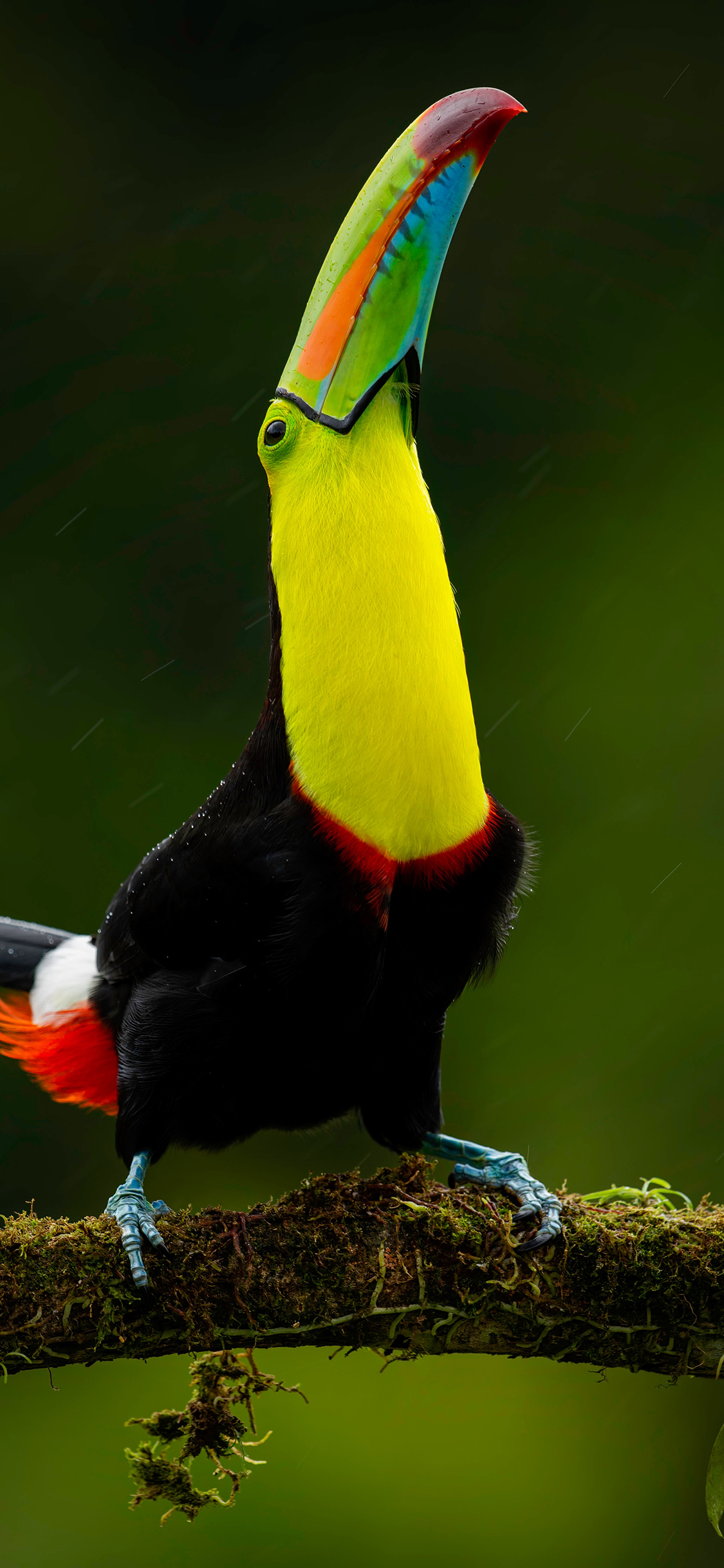 [2436×1125]树枝 巨嘴鸟 大嘴鸟 鸟类 苹果手机壁纸图片