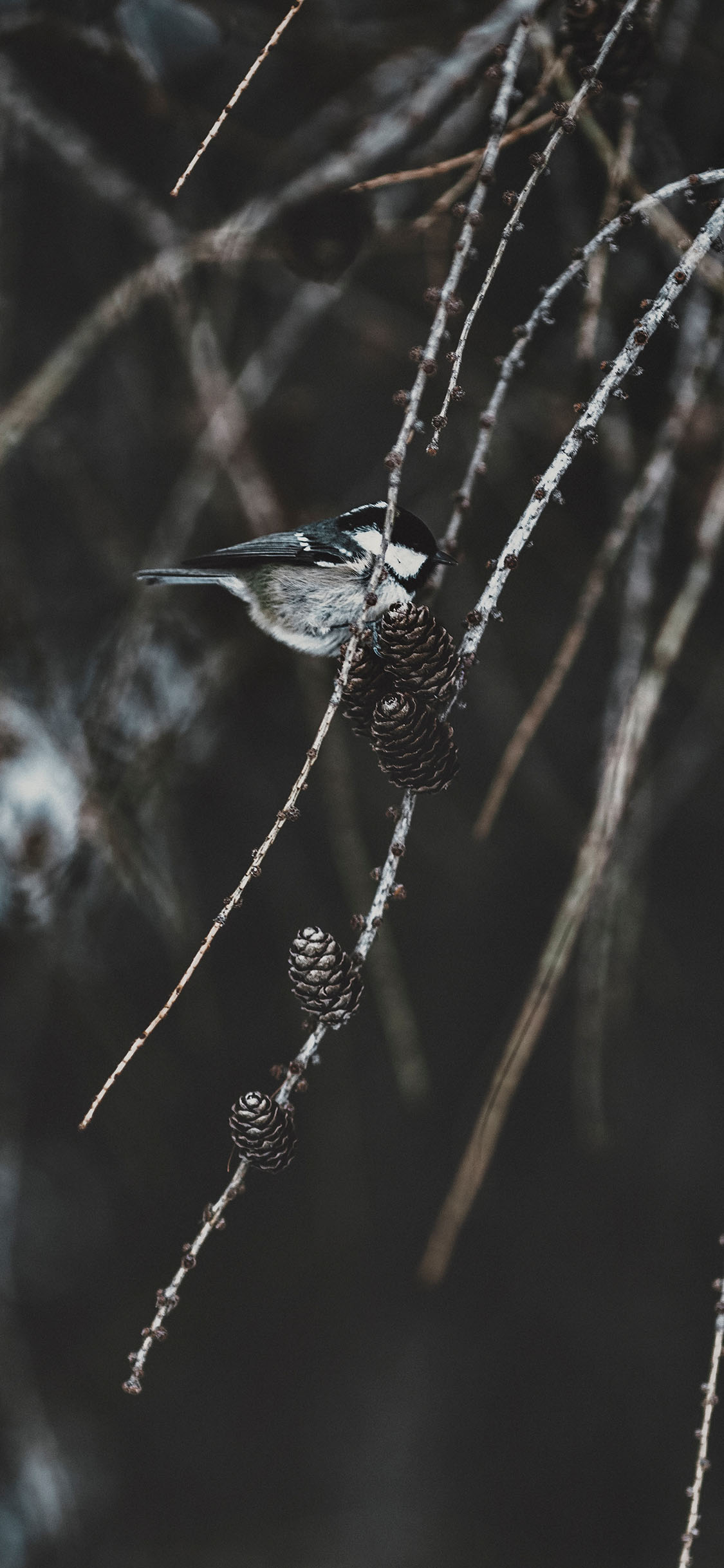 [2436×1125]树枝 松果 飞鸟 山雀 苹果手机壁纸图片
