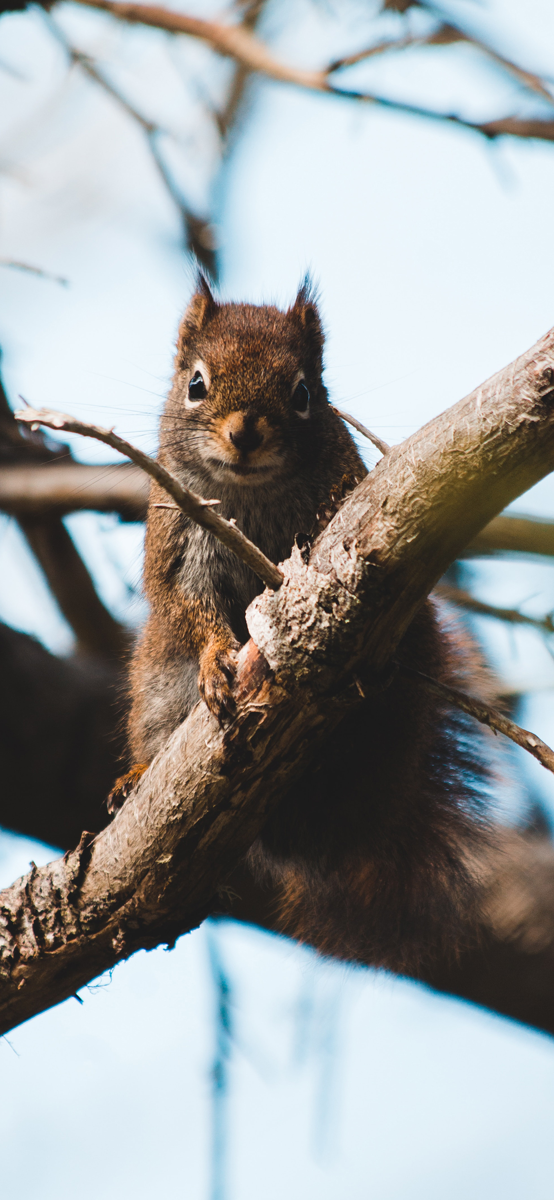 [2436×1125]树枝 松鼠 觅食 毛发 苹果手机壁纸图片