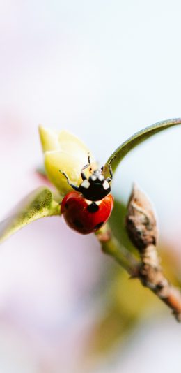 [2436x1125]树枝 枝叶 昆虫 七星瓢虫 苹果手机壁纸图片