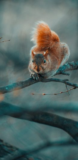 [2436x1125]树枝 树干 松鼠 皮毛 苹果手机壁纸图片